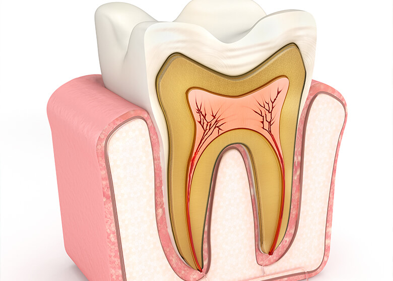 illustration depicting what the interior of a tooth looks like